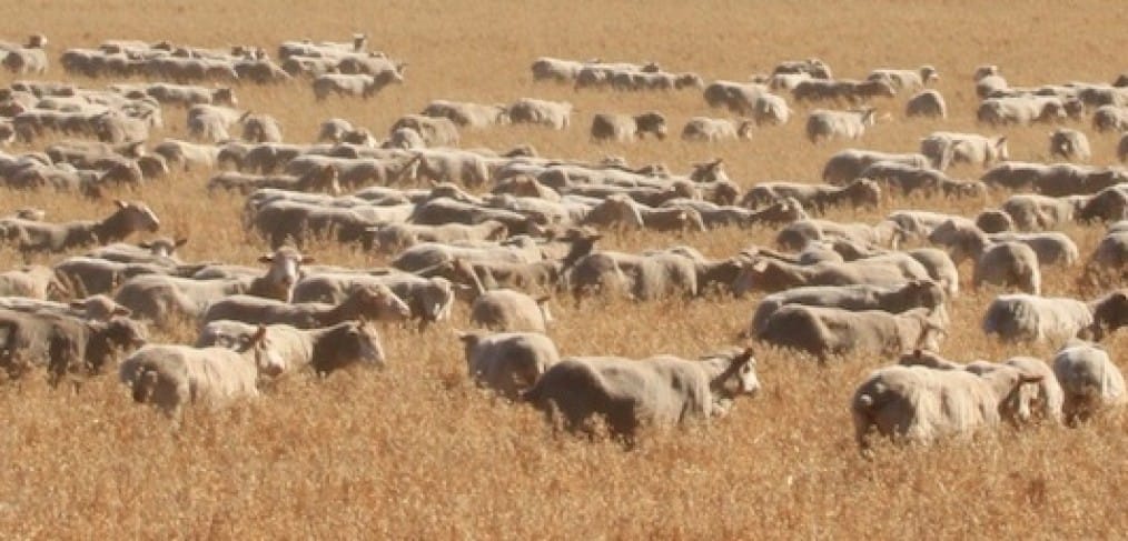 Sheep at Kendenup