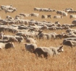Sheep at Kendenup