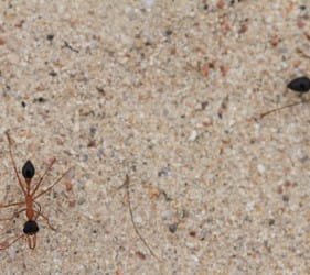 Two Inch Ants