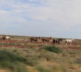 Wild Horses