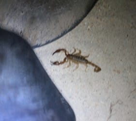 Scorpion