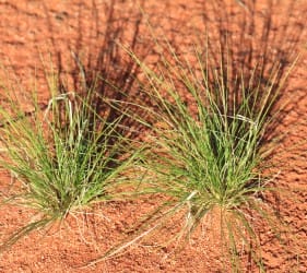 Spiky plant at Lake Gairdner National Park