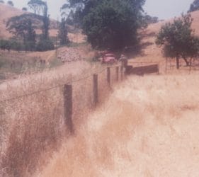 1980 Jack on the farm