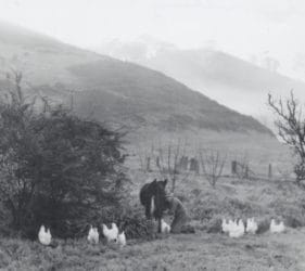 1968 Jack milking the cow