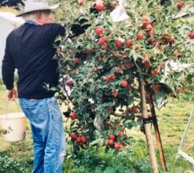 Jack picking apples at home